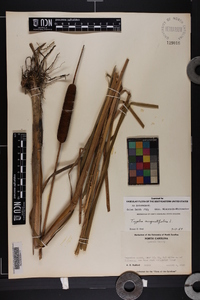 Typha angustifolia image