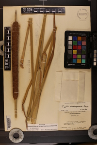 Typha domingensis image