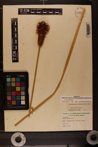 Typha angustifolia image