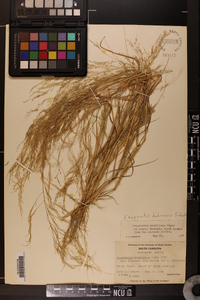 Eragrostis bahiensis image