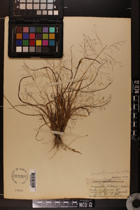 Eragrostis capillaris image