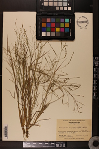 Eragrostis refracta image