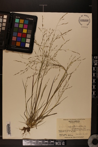 Eragrostis refracta image