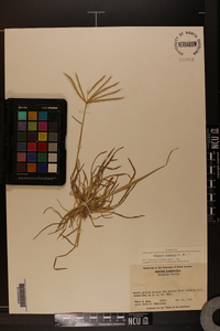 Chloris truncata image