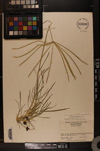 Chloris truncata image