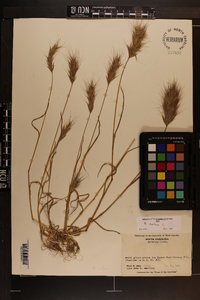 Bromus rubens image