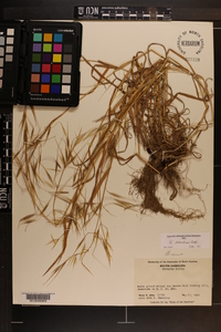 Bromus diandrus image