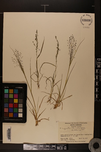 Eragrostis intermedia image