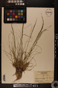 Eragrostis lugens image