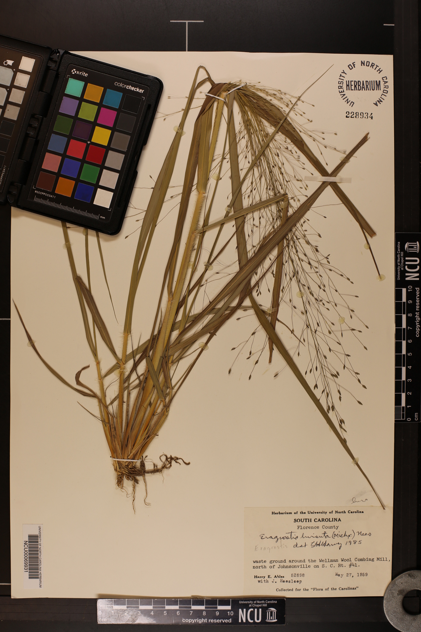 Eragrostis hirsuta image