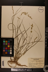 Eragrostis brownii image