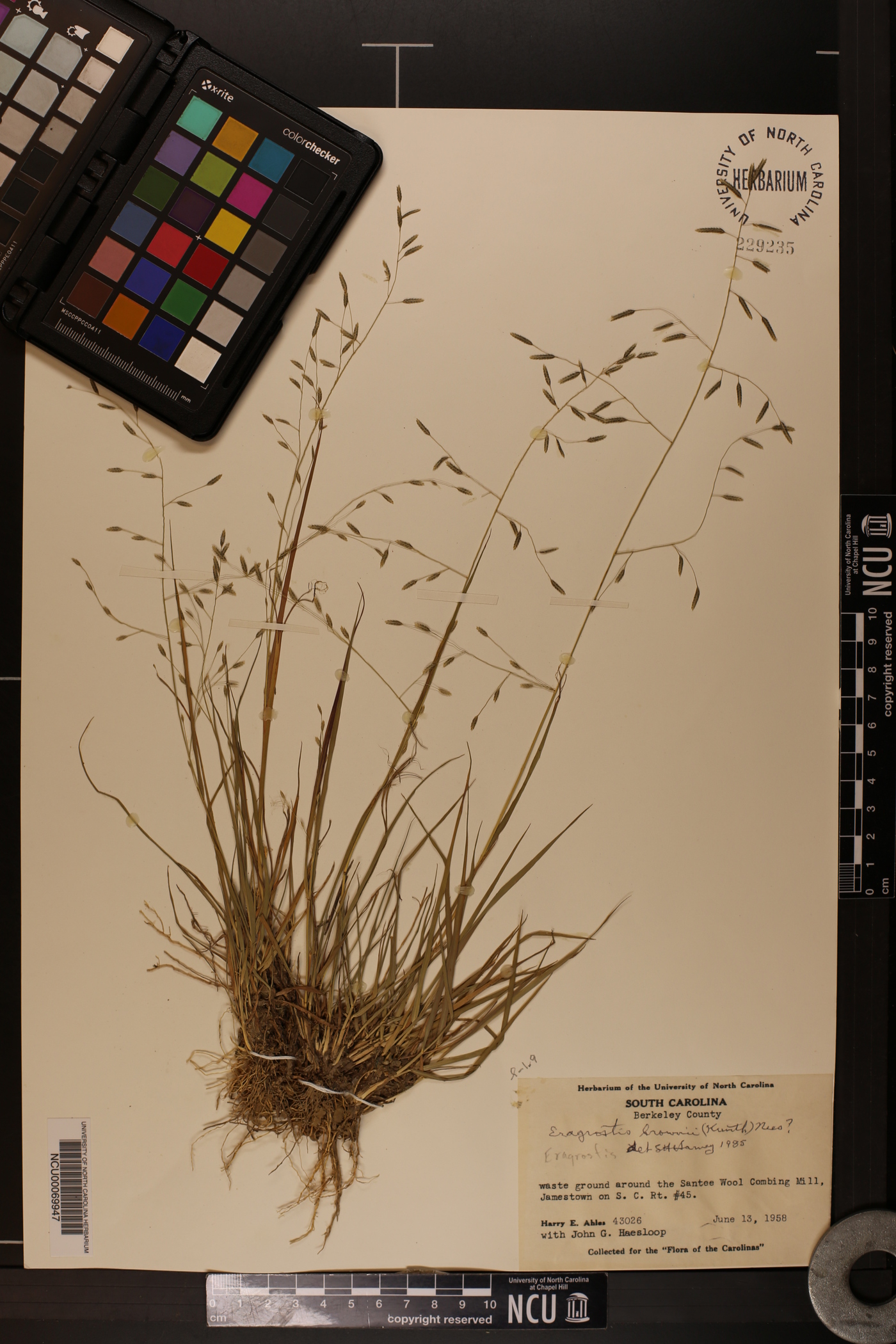 Eragrostis brownii image