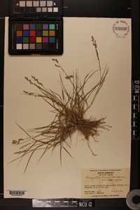 Eragrostis brownii image