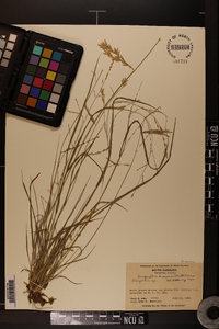 Eragrostis brownii image