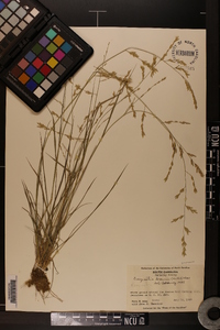 Eragrostis brownii image