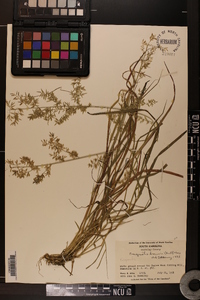 Eragrostis brownii image