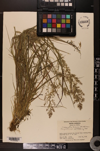 Eragrostis brownii image