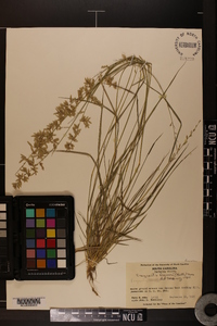 Eragrostis brownii image