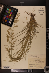 Eragrostis brownii image