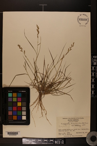 Eragrostis brownii image