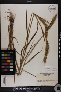 Elymus glabriflorus image