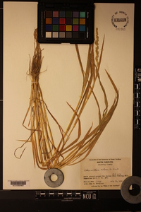 Echinochloa colona image