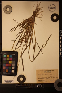 Echinochloa colona image