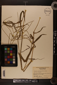 Digitaria ciliaris image