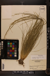 Deschampsia elongata image