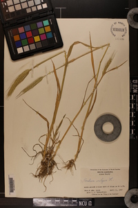 Hordeum vulgare image