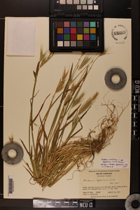 Hordeum murinum subsp. leporinum image