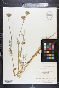 Daucus pusillus image