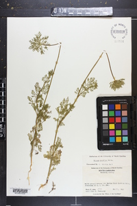 Daucus pusillus image