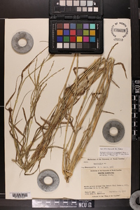 Leptochloa virgata image