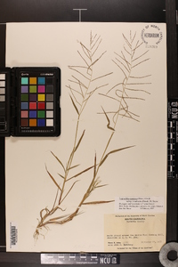 Leptochloa panicea image