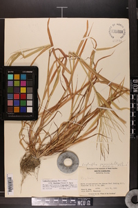 Leptochloa panicea subsp. brachiata image