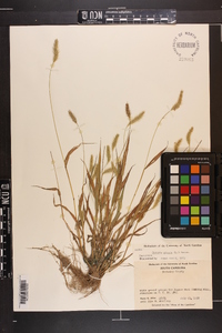 Pennisetum glaucum image