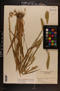 Phalaris caroliniana image