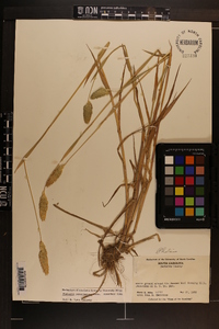 Phalaris caroliniana image