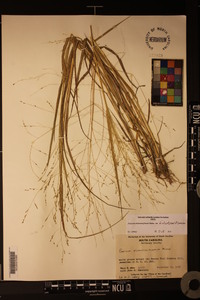 Panicum dichotomiflorum var. dichotomiflorum image