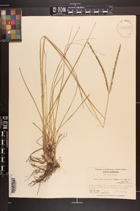 Paspalum notatum image