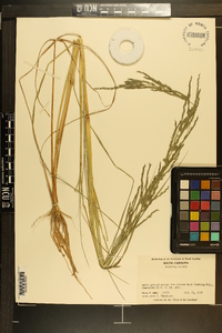 Diplachne fusca subsp. uninervia image