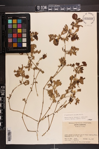 Alternanthera pungens image