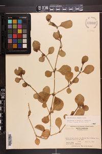 Alternanthera pungens image