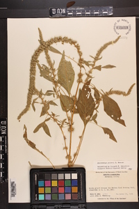 Amaranthus palmeri image