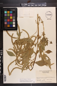 Amaranthus palmeri image