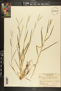 Paspalum distichum image