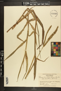 Paspalum floridanum image