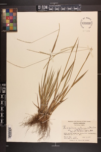 Paspalum setaceum var. setaceum image