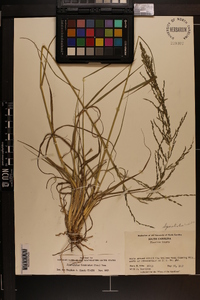 Sporobolus fimbriatus image
